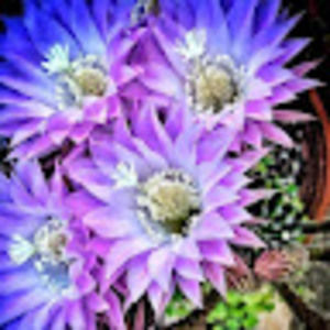 Meet your Posher, Katrina